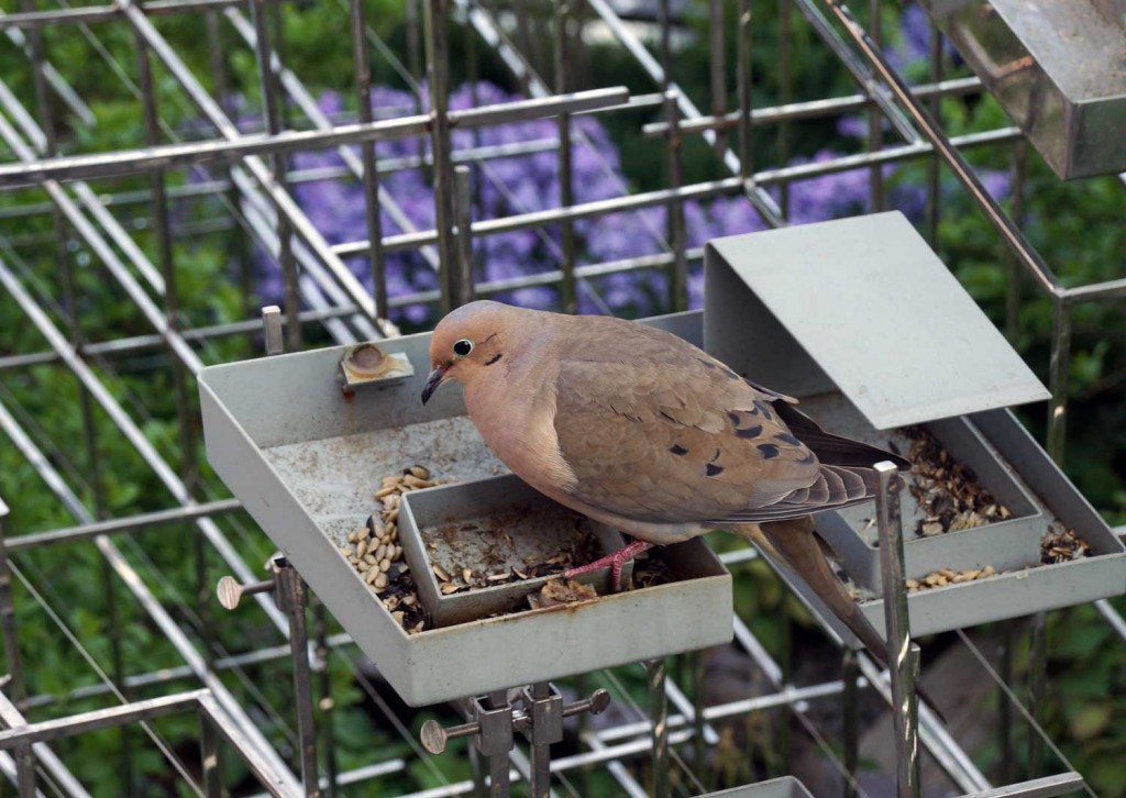 Mourning Dove in Sarah Sze's sculpture