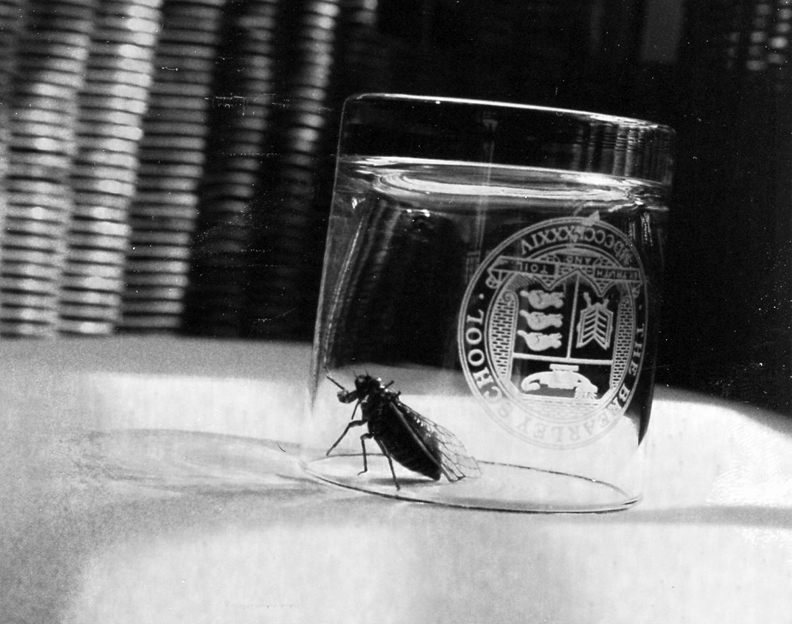 17-year cicada, trapped by the author in a highball glass, 1996