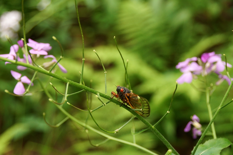 Magicada septendecim, the magical 17-year cicada