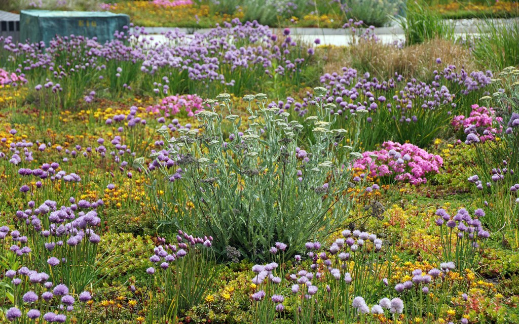Plants on the Morgan's green roof, spring 2013