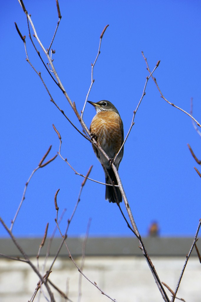 "to relish a love-song, like a robin-redbreast," Two Gentlemen of Verona