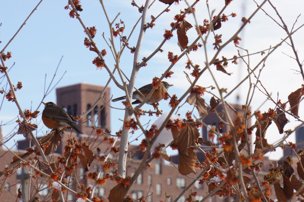 Robins + London Terrace Apartments