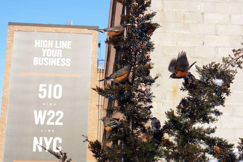 An outlaw of robins on the High Line
