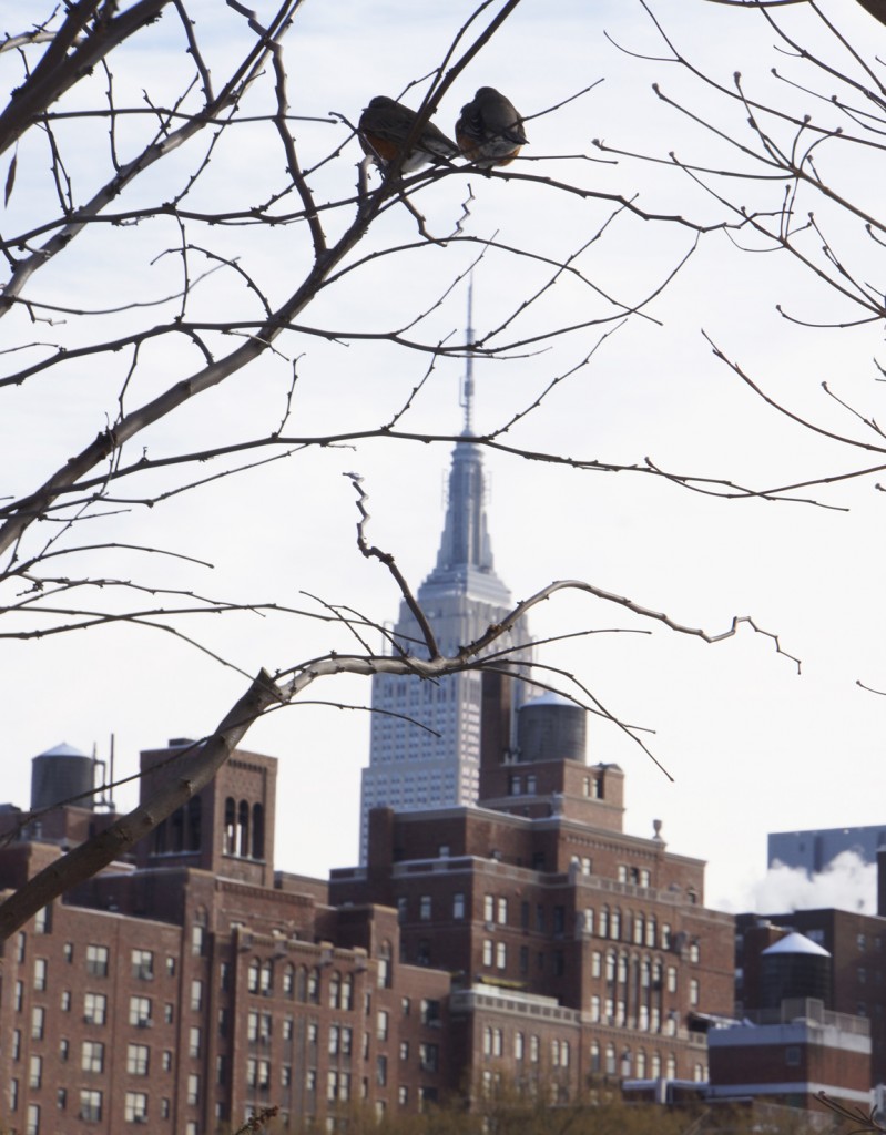 Robins + Empire State Buildling: sittin' on top of the world