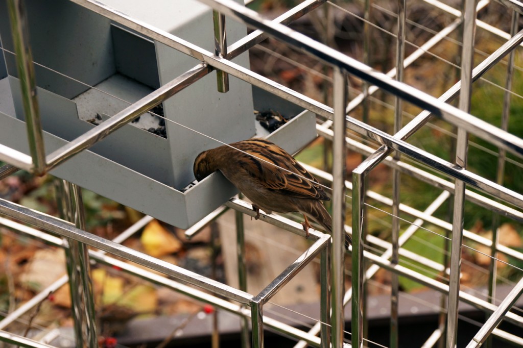 Sparrow feeding in Sarah Sze's beloved sculpture installation "Still Life With Birds," December 2011