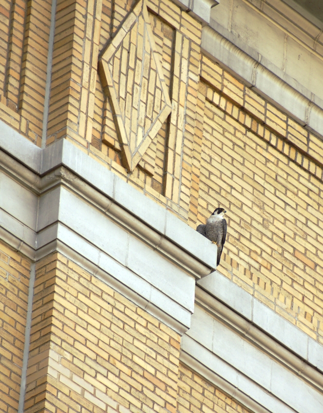 Peregrine falcon on the former Merchant Refrigerating Warehouse, now DEA Headquarters