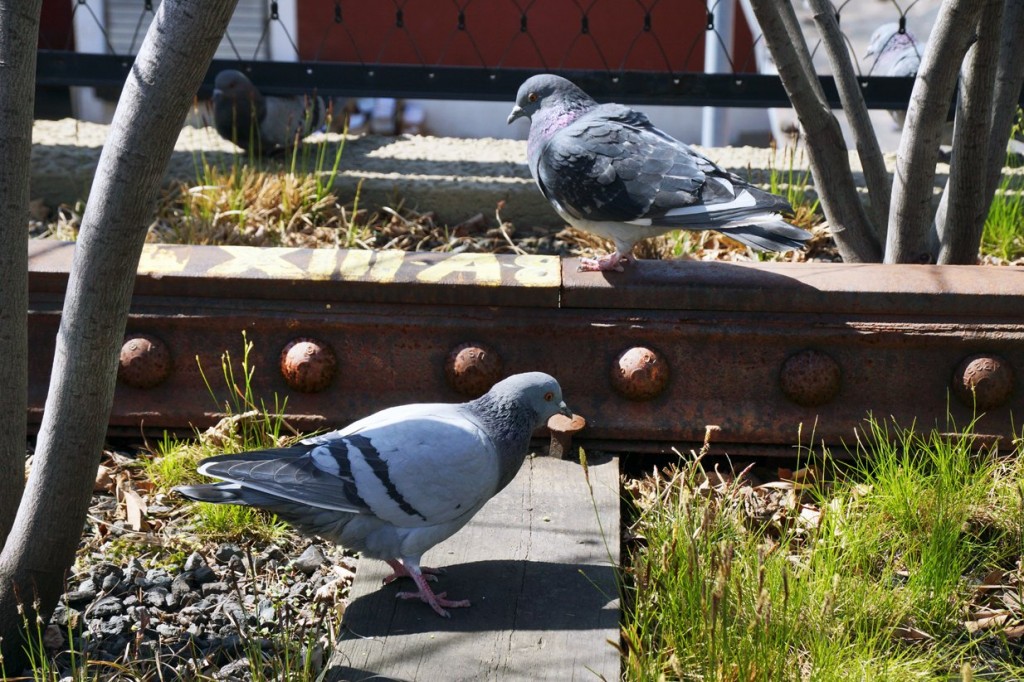 A pigeon walks the rails in the Gansevoort Woodland