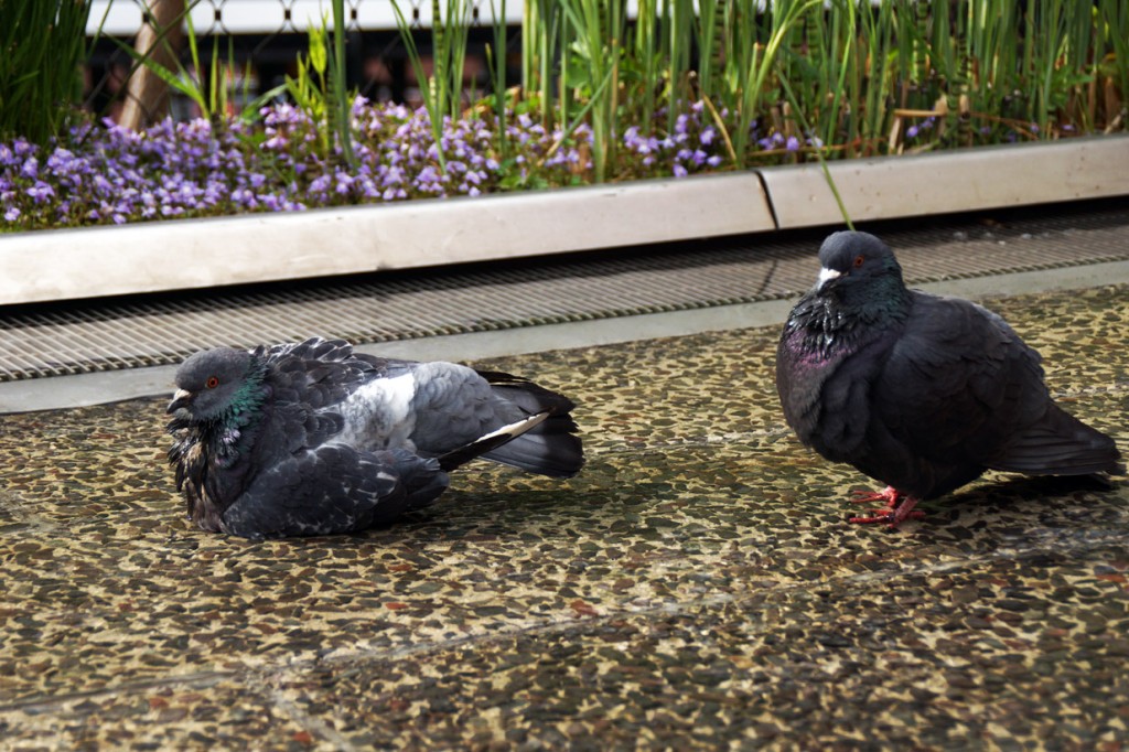 Pigeons enjoy a bath on the Sun Deck