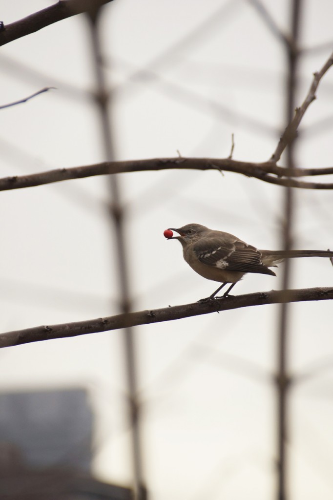 Mockingbird scores a snack on the High Line
